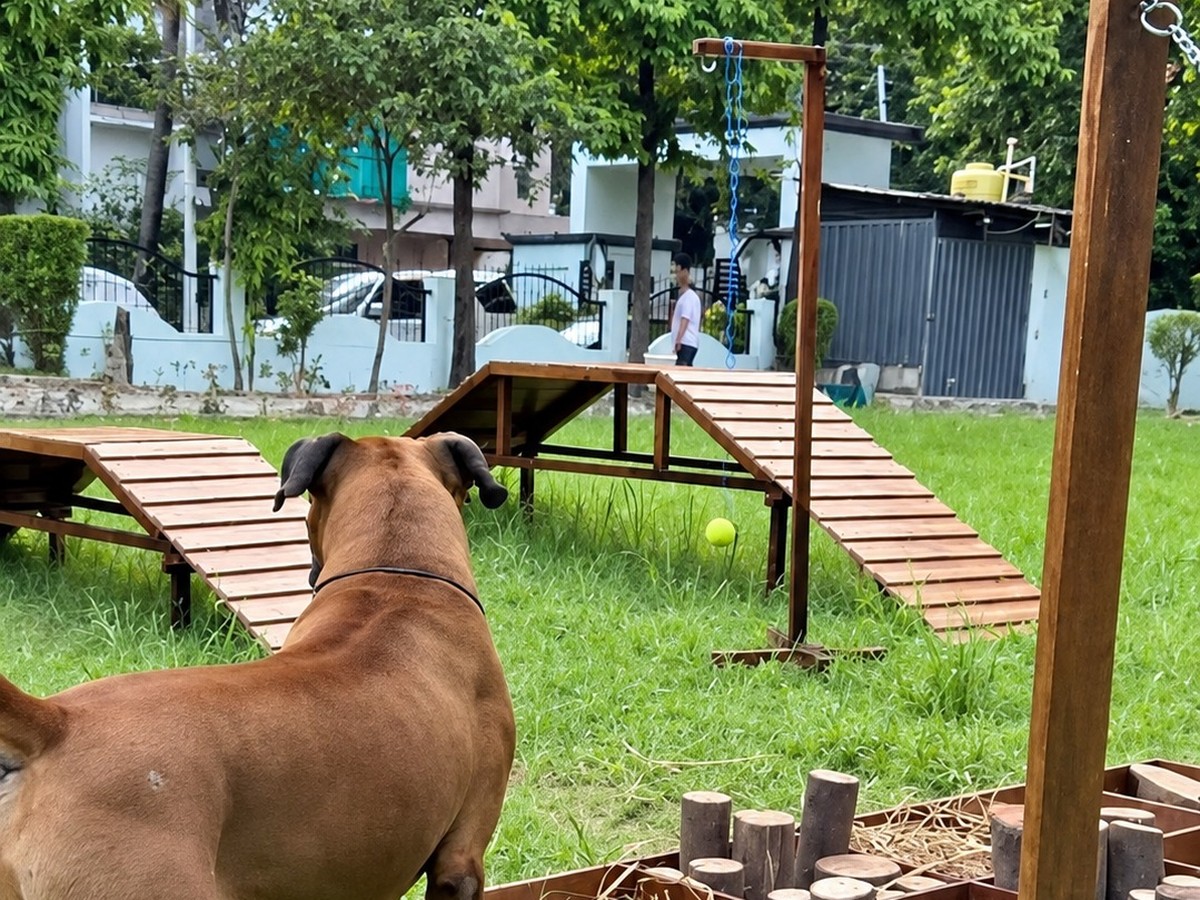 JOJO Canine Sensory Playground natural turf and enrichment apparatus at Lume, Sitabuldi, Nagpur