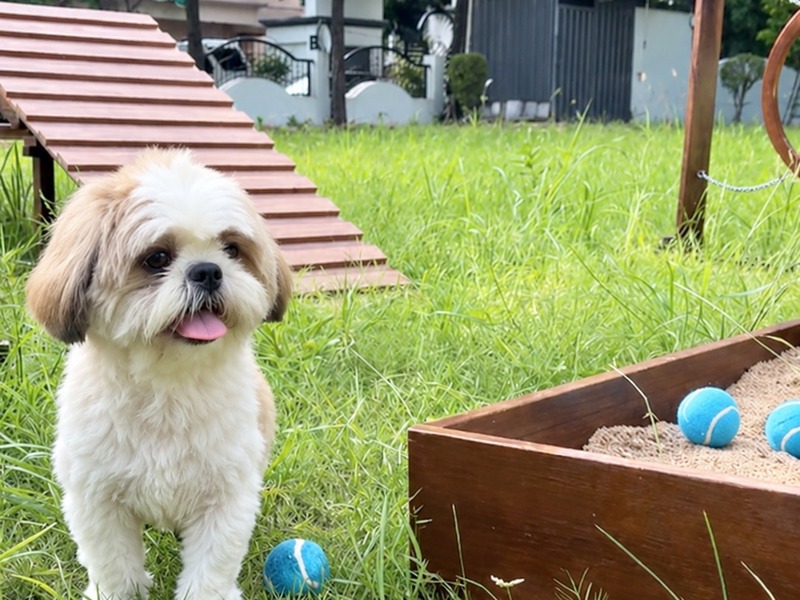 Joey, a Shih Tzu, enjoying playtime beside the sand digging pit
