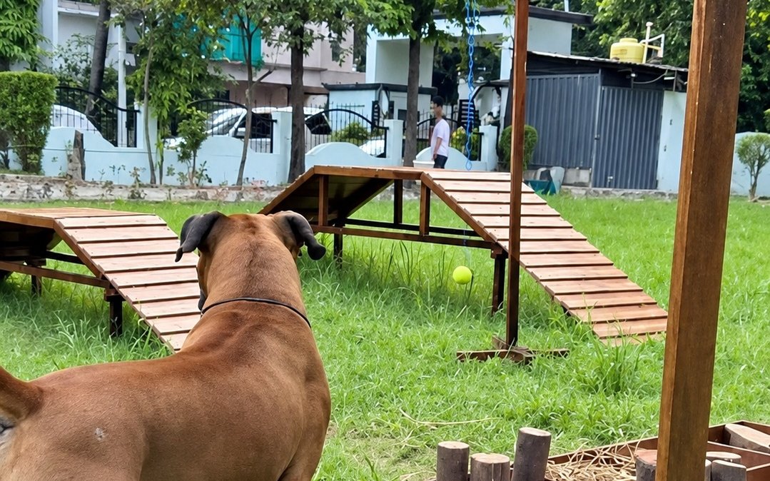 A dog happily exploring the JOJO Canine Sensory Playground equipment and turf