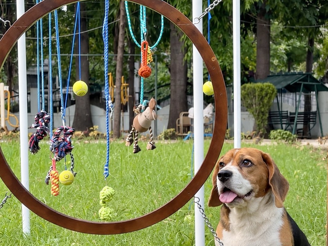 Ring Swing agility hoop with suspended ropes and toys