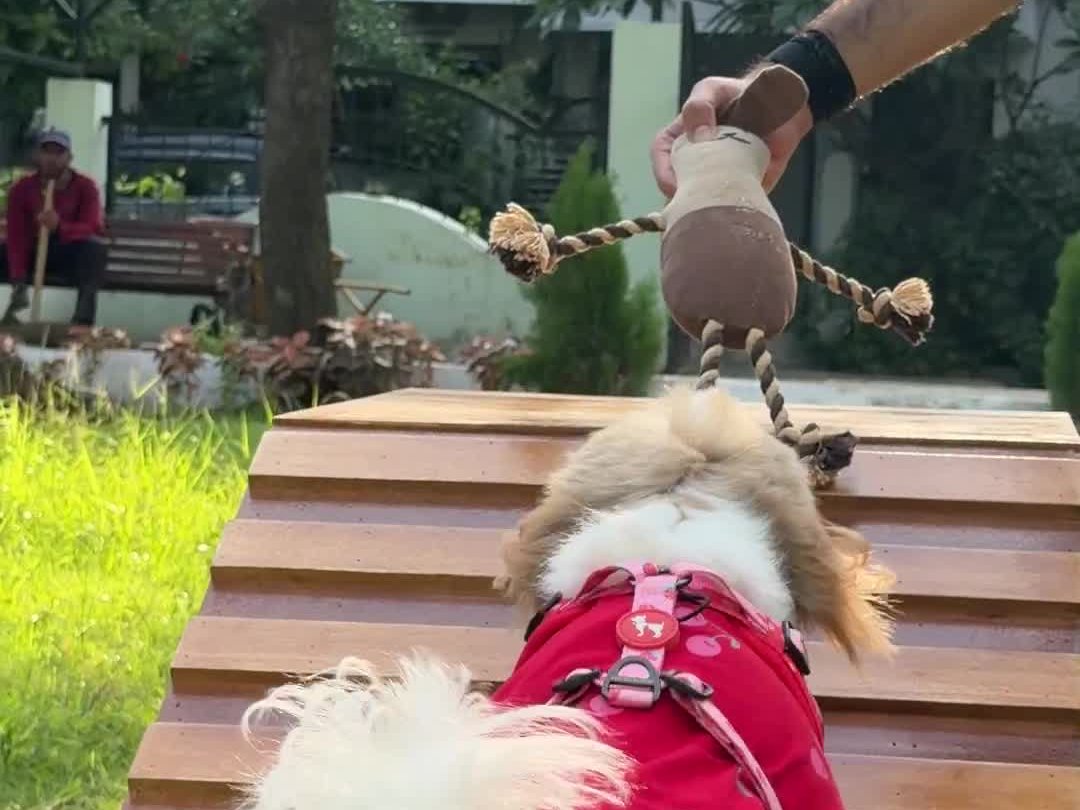 Supervised dog play with trained handler at JOJO Playground
